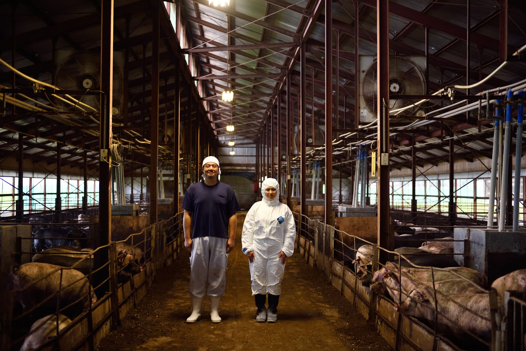 日本の米育ち三元豚 ロースステーキギフトJOH-S06 6枚入 700g「株式会社平田牧場」マイル 送料無料 宅配