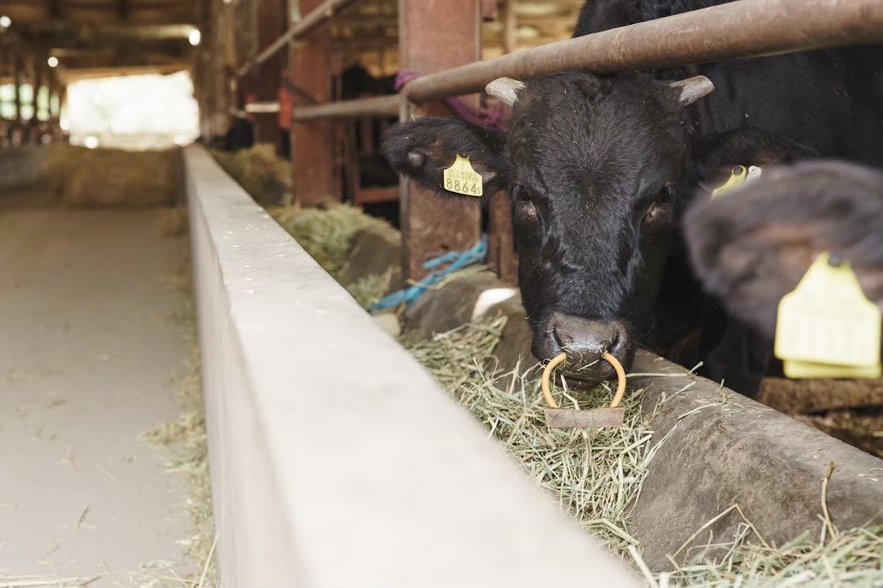 豊作和牛ダイヤモンドミンチ2パックセット(冷凍)「豊作ファーム」 宅配 1パック300g×2