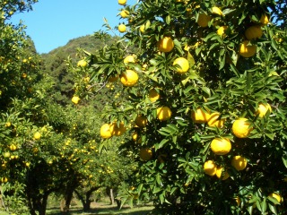 宮柚子胡椒セット 塩分控えめ!「床井柚子園」 宅配