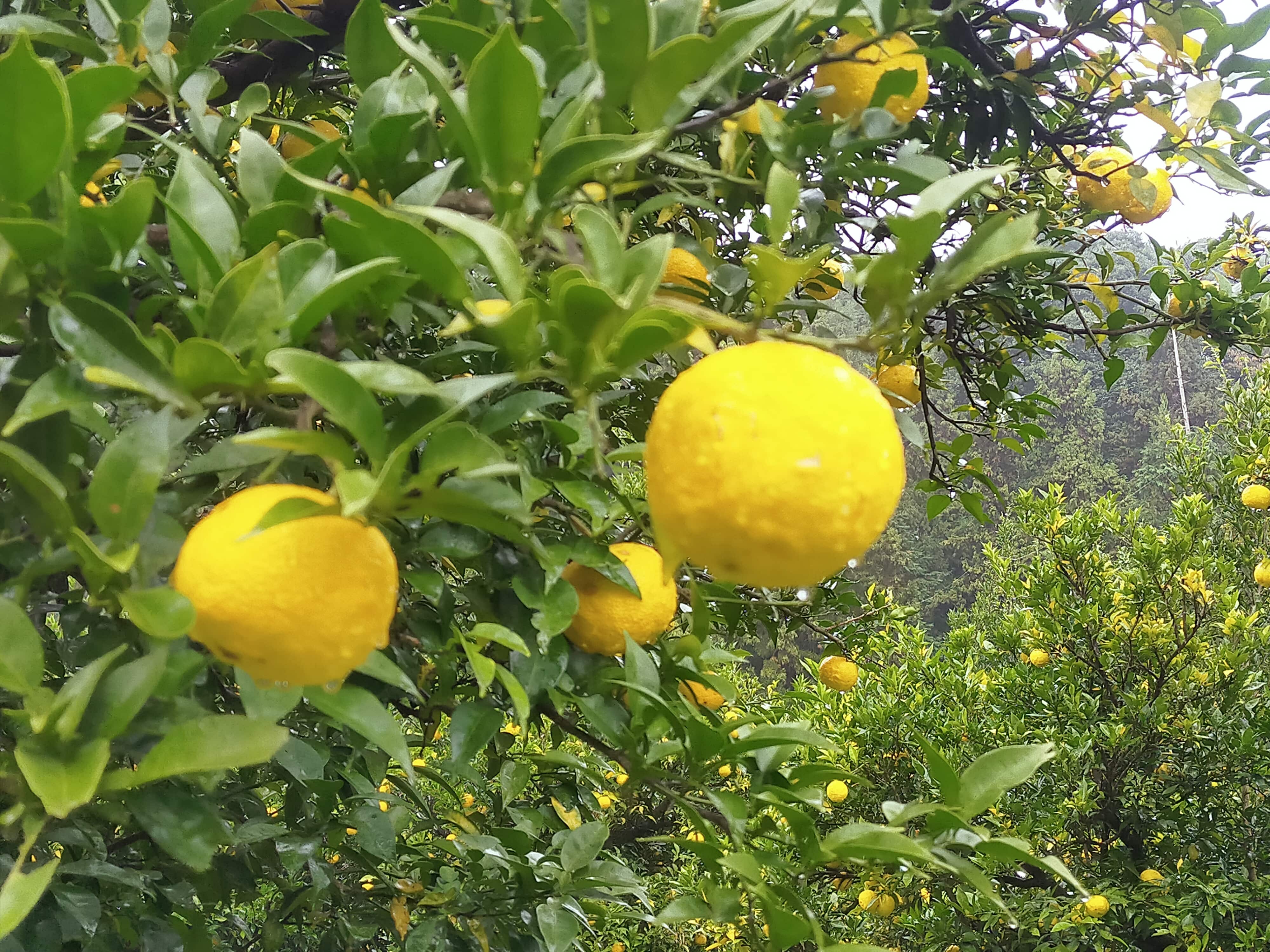 宮ゆべし ゆずを使った伝統的な珍味「床井柚子園」 宅配