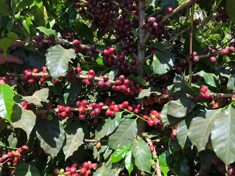 ホンジュラススペシャルティコーヒー ドリップパックギフト 8個入り【ミニギフト】「Puntalto」 宅配 ミニ8個