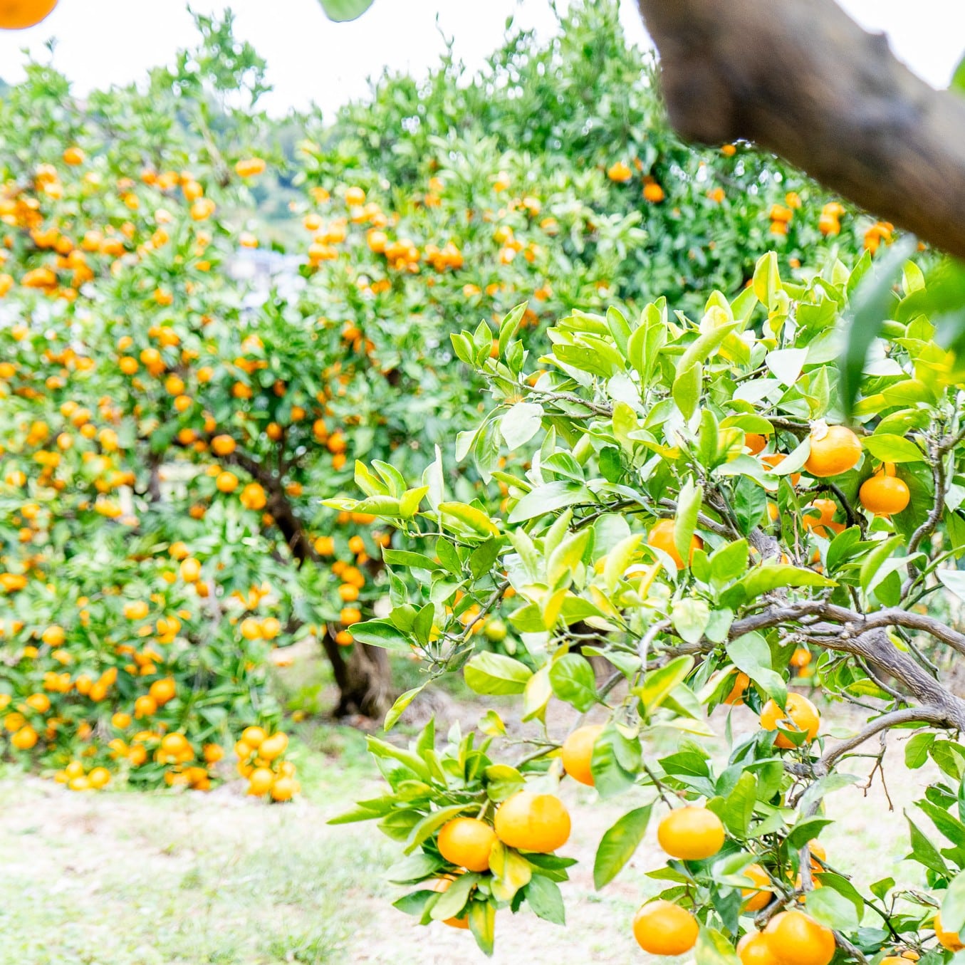 静岡県産みかんスパークリング ストレート果汁100%〔250ml×24本セット〕 かんきつ商社Aquamarine株式会社 宅配 24本セット