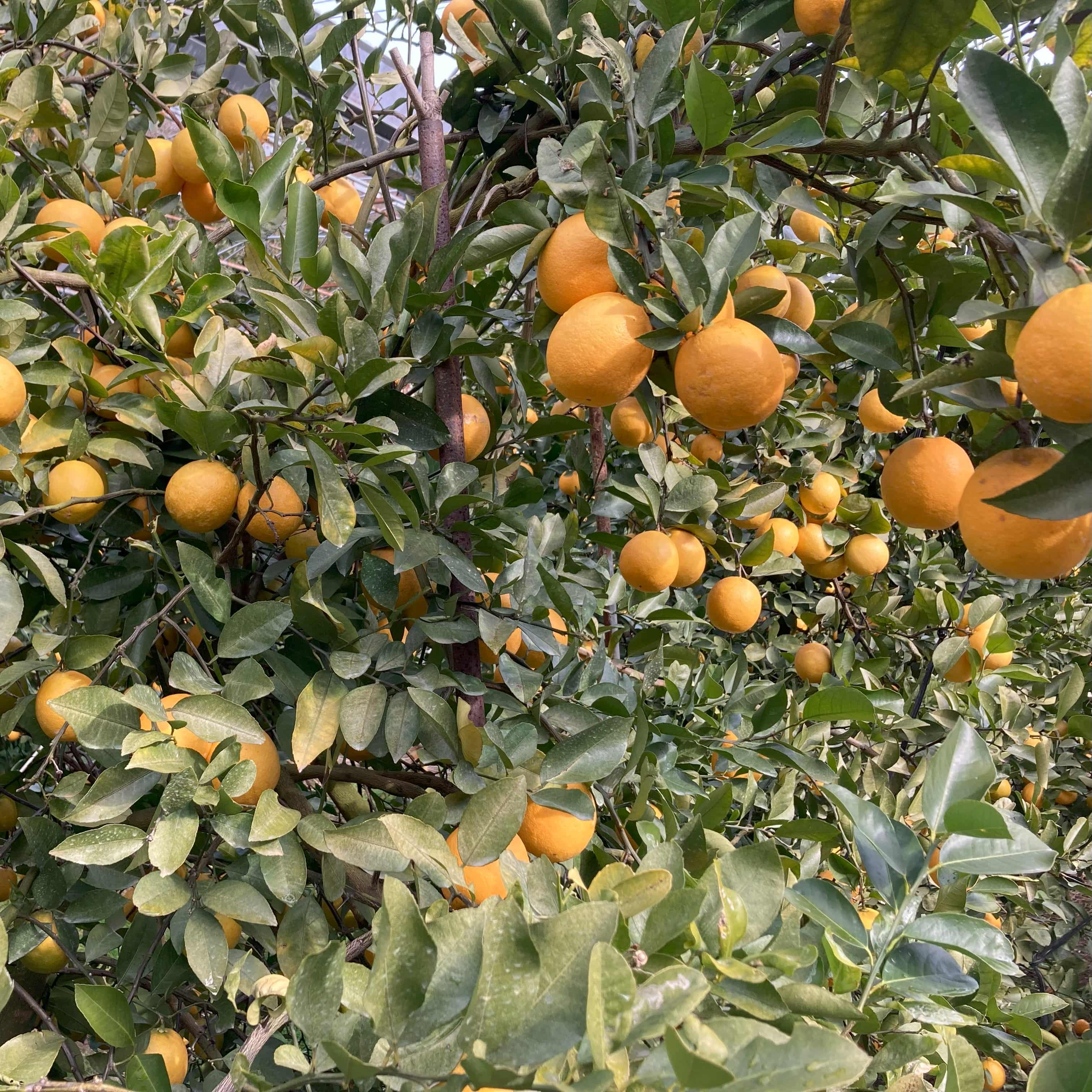 静岡県産西浦レモネードスパークリング ストレート果汁100%〔250ml×3本セット〕 かんきつ商社Aquamarine株式会社 宅配 3本セット