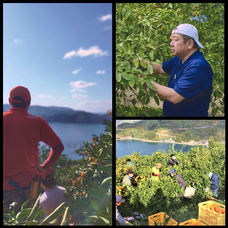 媛一スパークリング(340ml)x6本セット_温州みかん・河内晩柑・日向夏 愛媛柑橘をスカッと!「小林果園」 宅配 温州みかんx2本・河内晩柑x2本・日向夏x2本