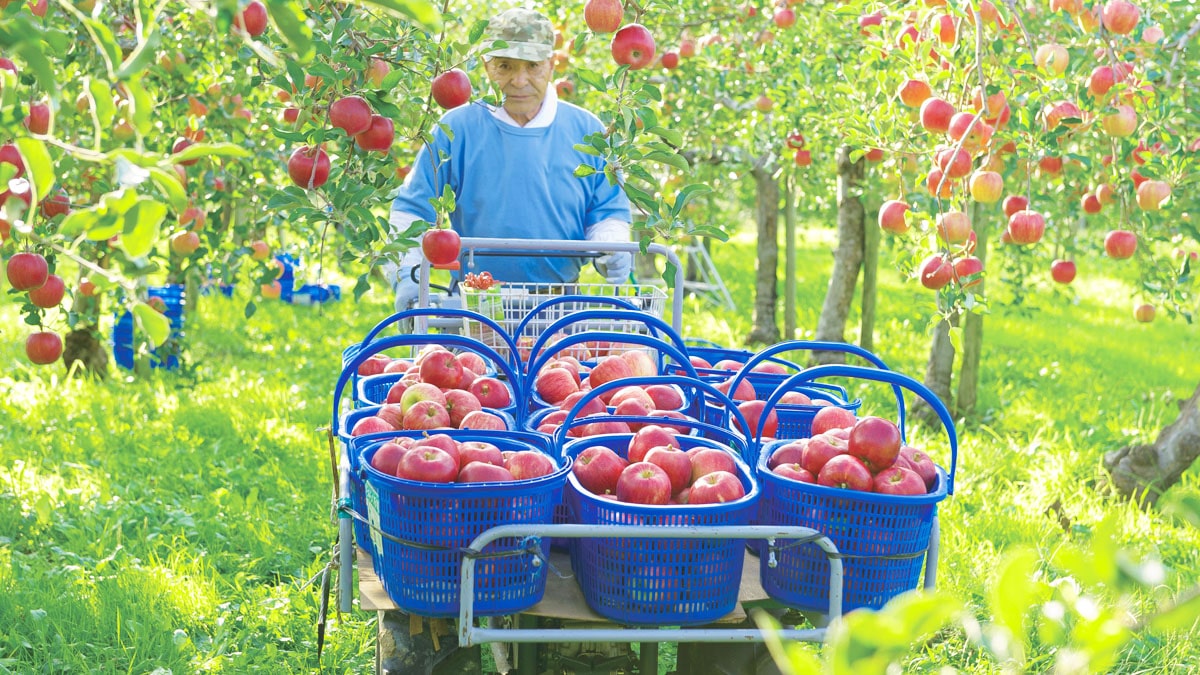 青森アップルバターサンドどら焼き3個入りSand de Pomme〔タムラファーム株式会社〕 宅配 3個入り