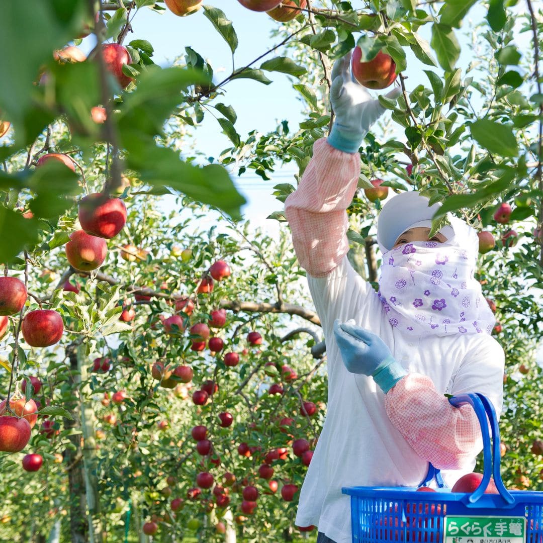 果肉入り青森アップルワインケーキ4個入Cube de Pomme〔タムラファーム株式会社〕 宅配 4個