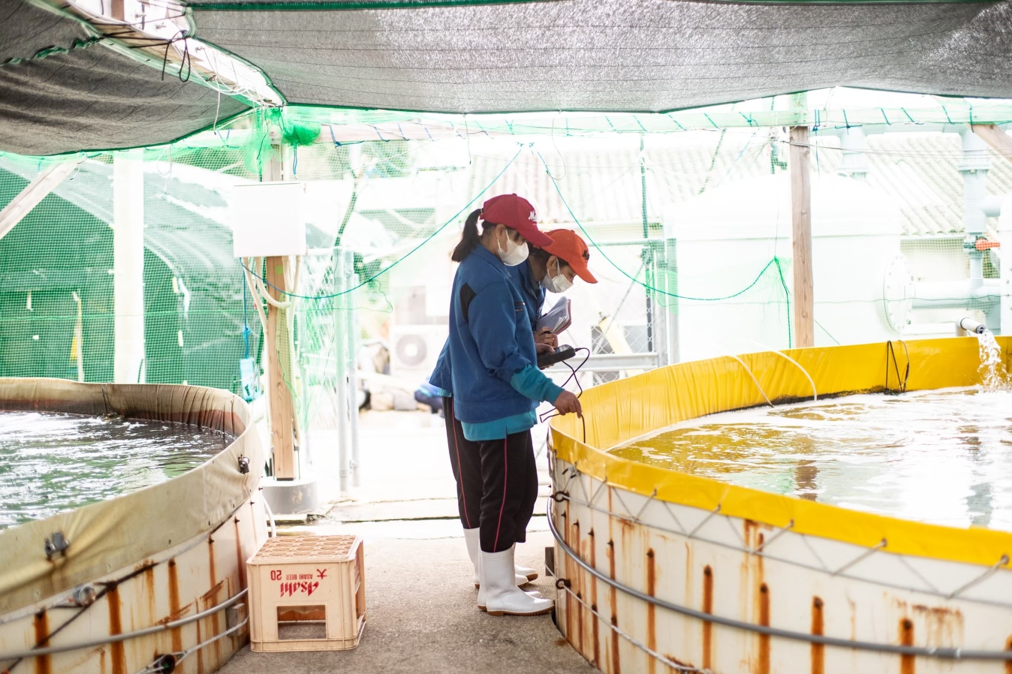 とらふぐのてっさ&ひらめの薄造り(大皿)「株式会社FUKUNOTANE」 宅配 1皿