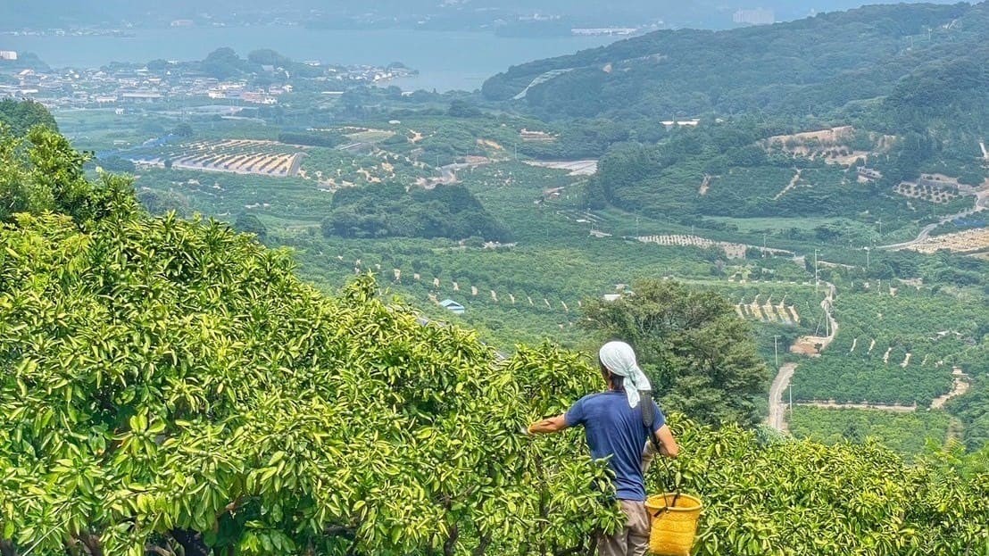 化学農薬不使用 ストレートみかんジュース3種類 3本セット〔INDENファーム株式会社〕 宅配