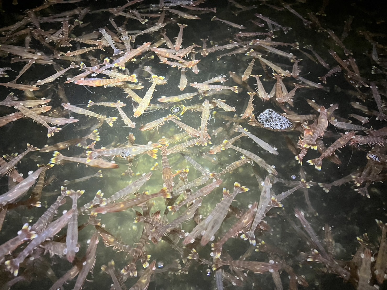 上天草ブランド認証品「旨甘 活車海老」約300g(9~14尾)〔株式会社フジオカ〕 宅配