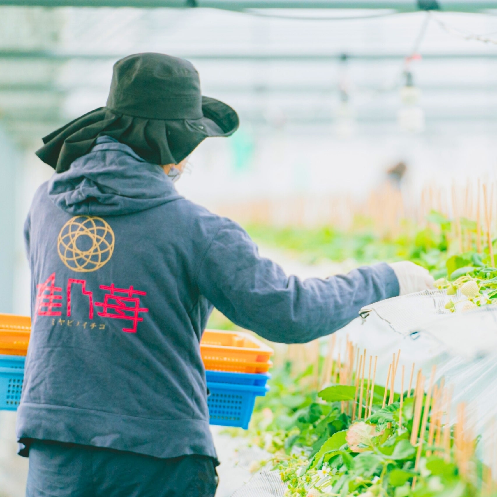 【お歳暮先行予約限定】雅乃苺 紅白セット-淡雪×ゆうべに- 380g【株式会社イチゴラス】 宅配