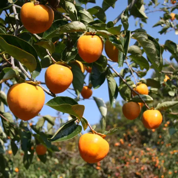 【予約販売のみ】〈ちょっとしたご褒美に、コクのある甘みを〉贈答用 伊達のあんぽ柿(蜂屋柿)9個|JAふくしま未来 宅配