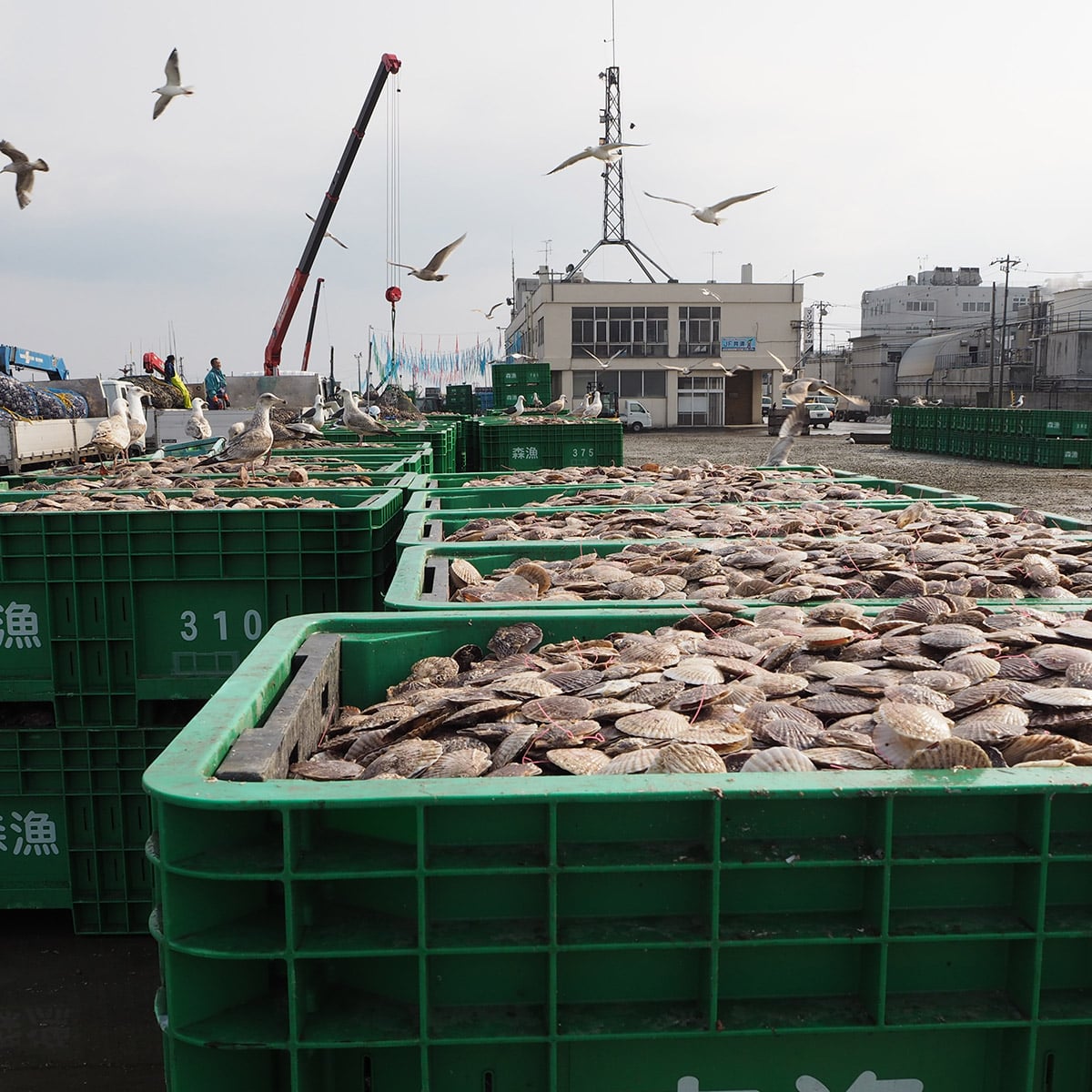 北海道産 冷凍ホタテ貝柱500g 特選いくら醤油漬け200g【株式会社ワイエス海商】 宅配 100サイズ
