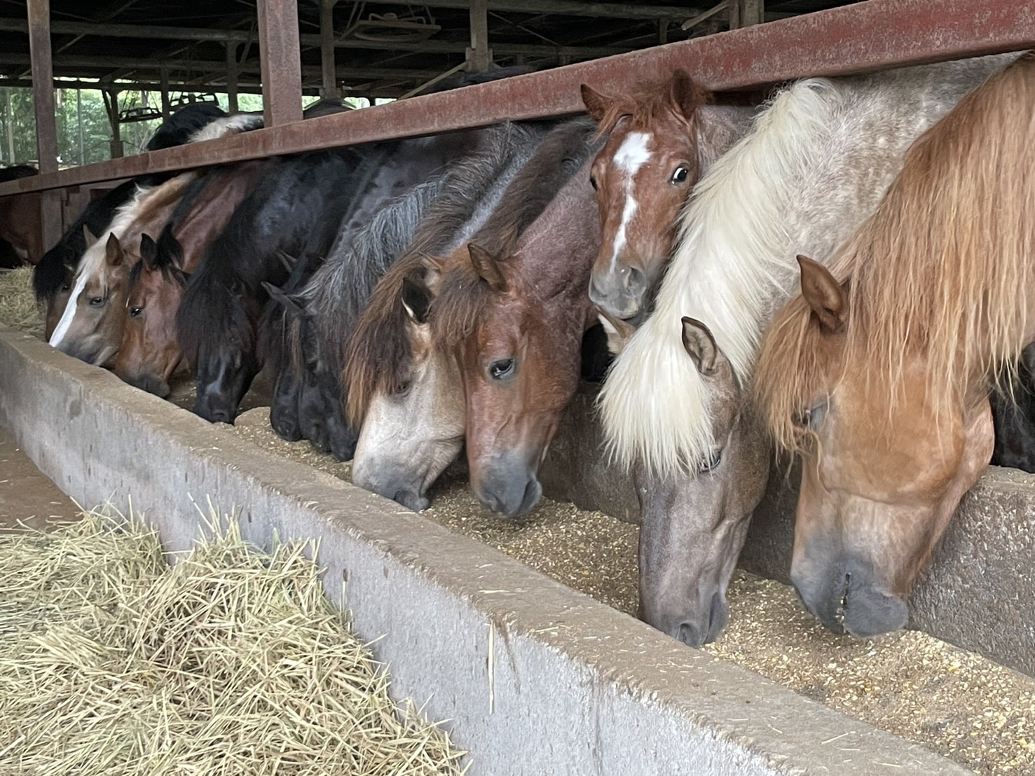 国産馬刺し!!②詰合せ300g+醤油48ml 馬肉 桜肉 さくらにく 熊本自家牧場産! 「肉のたかむく」 産直 産地直送 肉 宅配 60