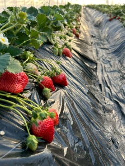 甘さ広がる吉見いちご!埼玉県吉見町産【あまりん】|1パック:8~11粒(260g以上)×2パック|株式会社横田農園【株式会社農協観光】 宅配