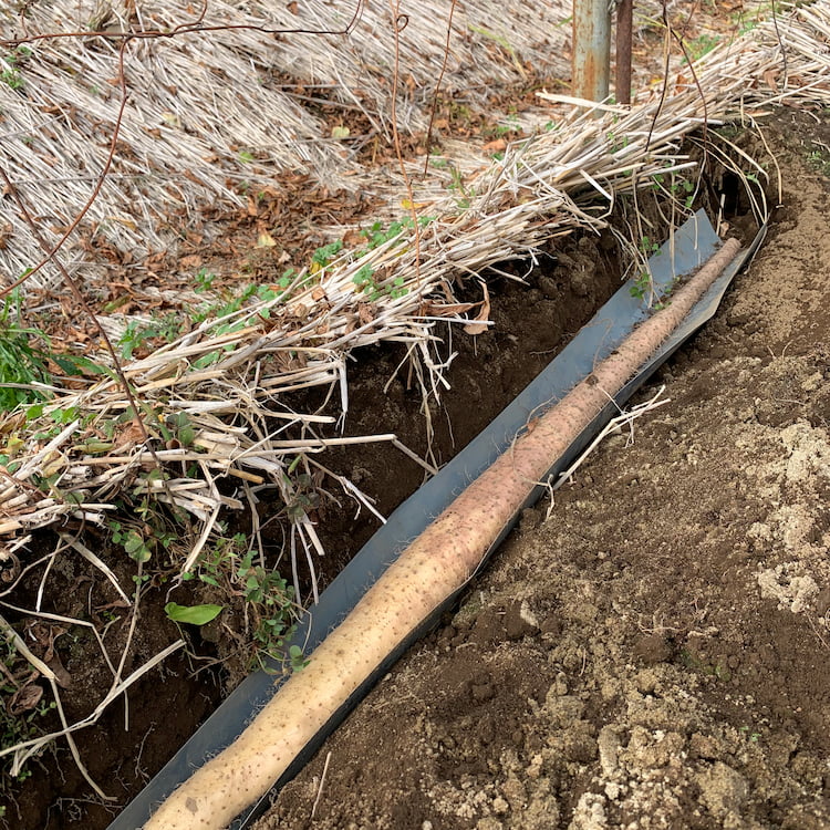 新関ファームの自然薯