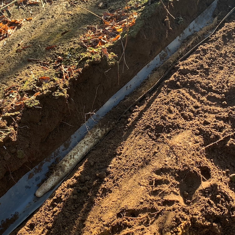 新関ファームの自然薯