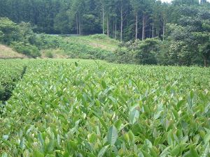 農薬不使用のべにふうき圃場です。