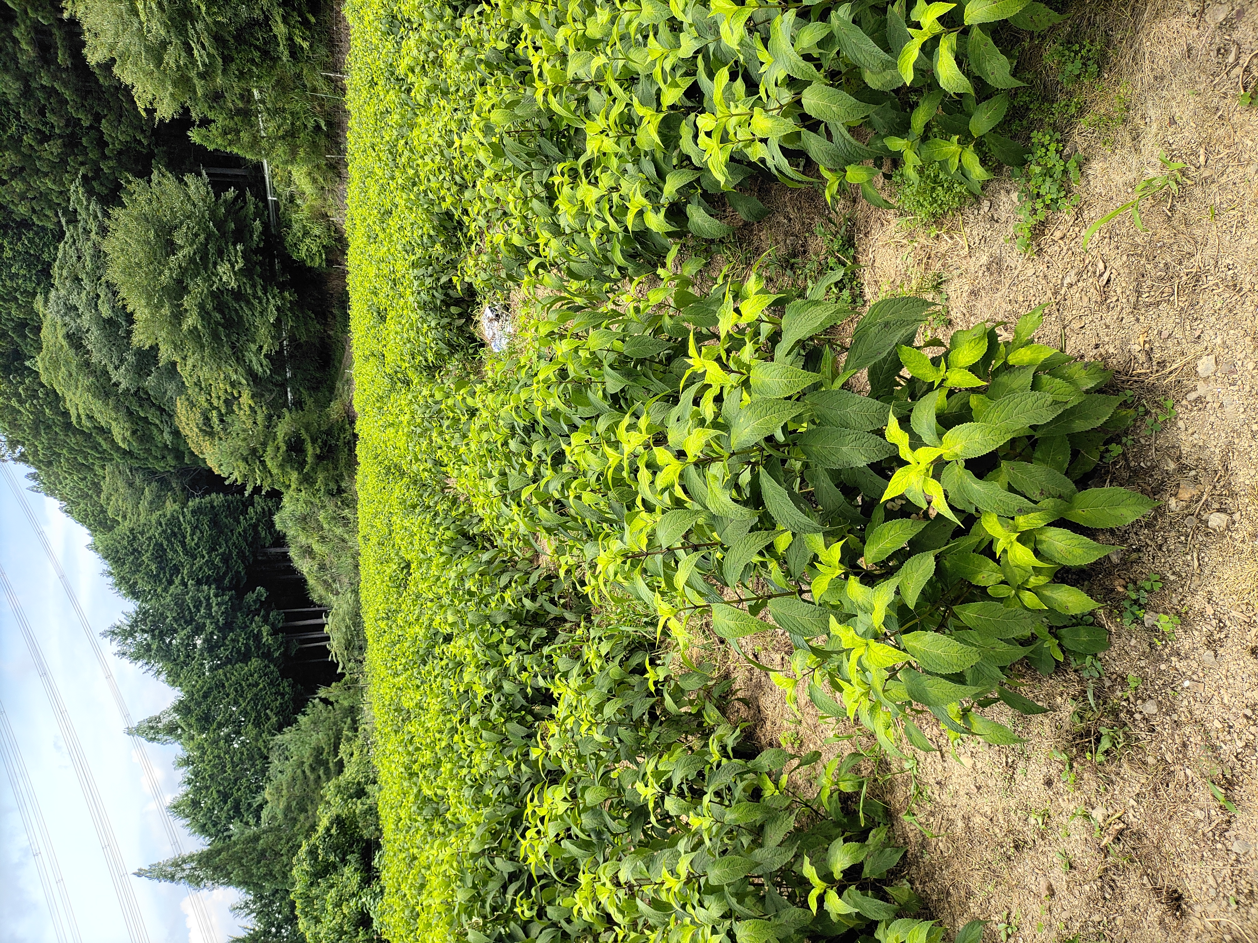 農薬不使用の甘茶の圃場です。