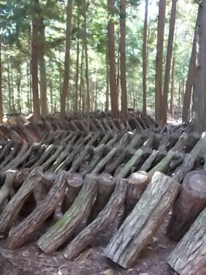 原木椎茸の圃場です。