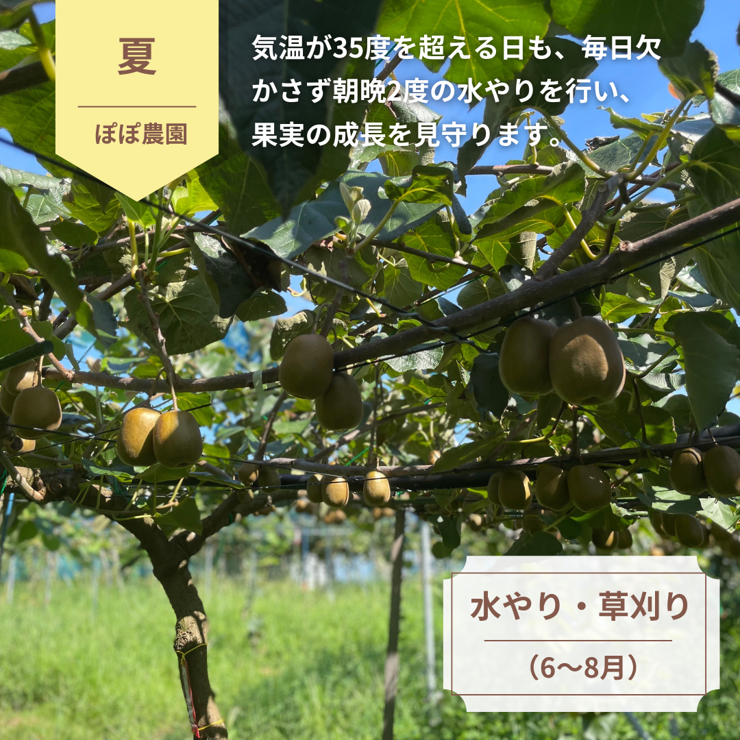 【予約販売】<10月下旬以降順次発送>4Lサイズ 約5個(約0.7kg) レインボーレッドキウイ 産地直送!〔追熟なし〕「ぽぽ農園」 宅配 4L