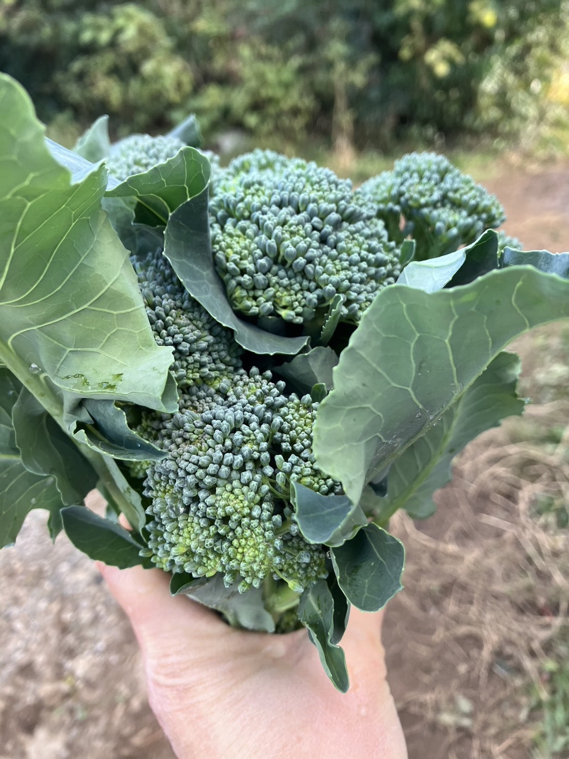 ブロッコリー スティックブロッコリー 脇芽 野菜 - 野菜