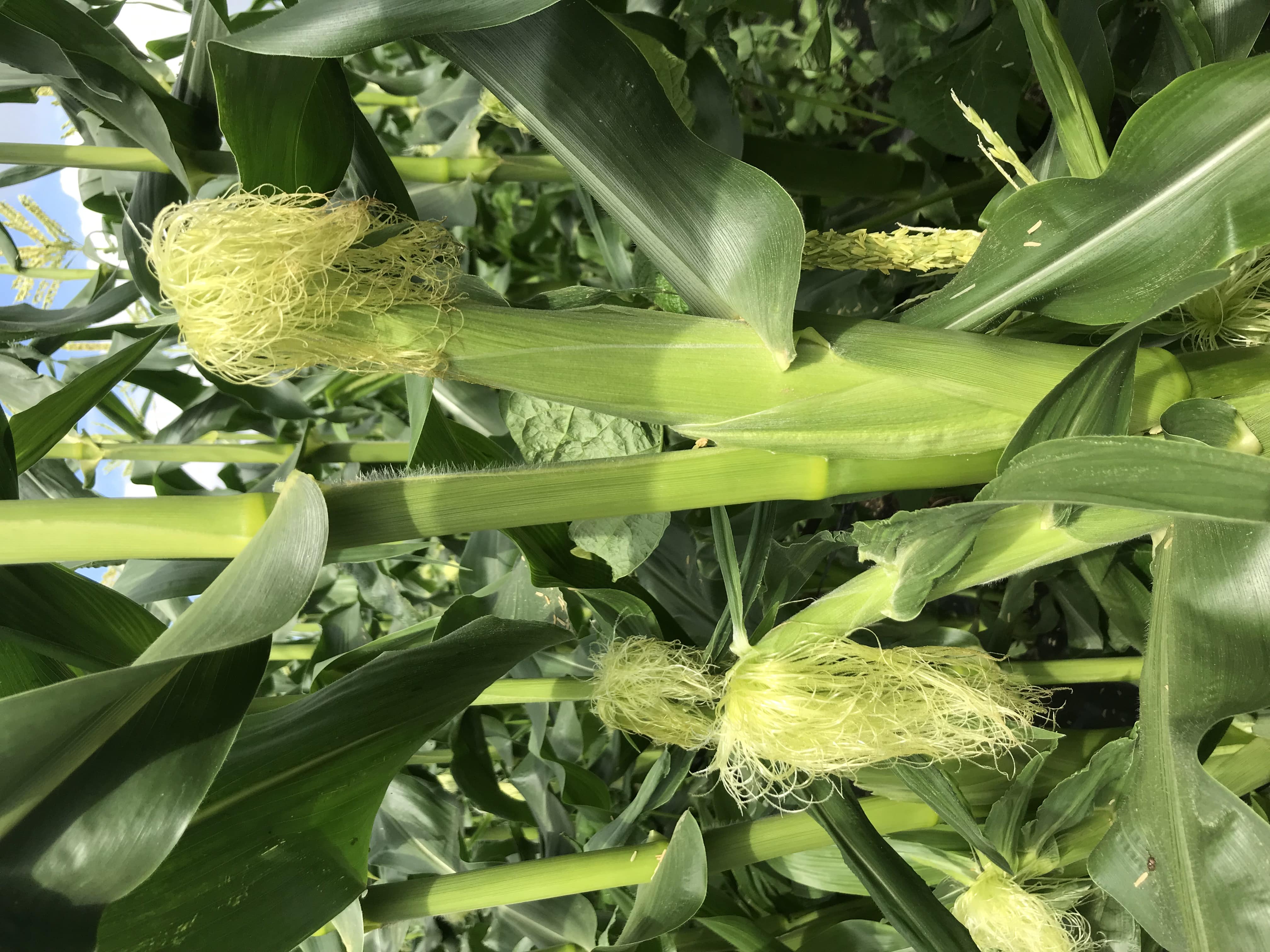 朝採れ白トウモロコシ約380g×16本 北海道産・農薬化学肥料不使用「とくながファーム」<8月上旬から順次発送> 宅配 宅配16本