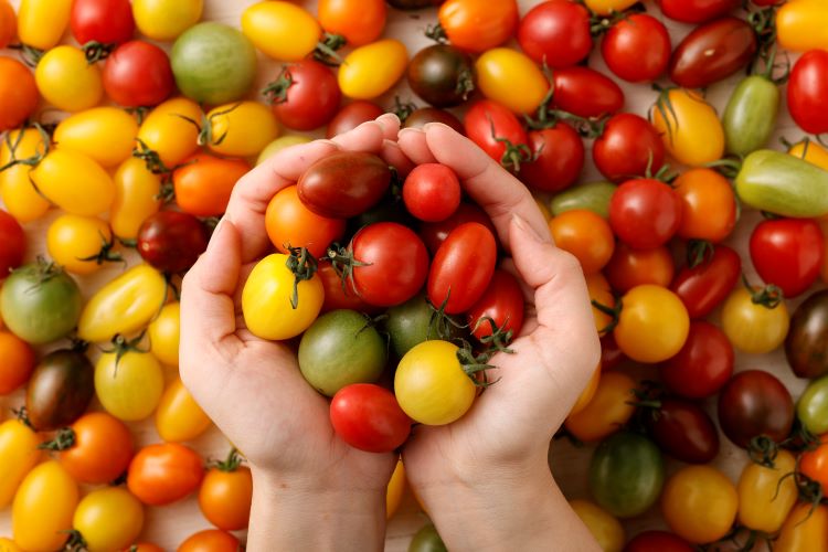 〔15~20種のアーティフルミニトマト3㎏〕ミニトマト生産量日本一の熊本県産〔ご家庭向け・お料理の彩りに〕「アーティフル」 宅配 3kg