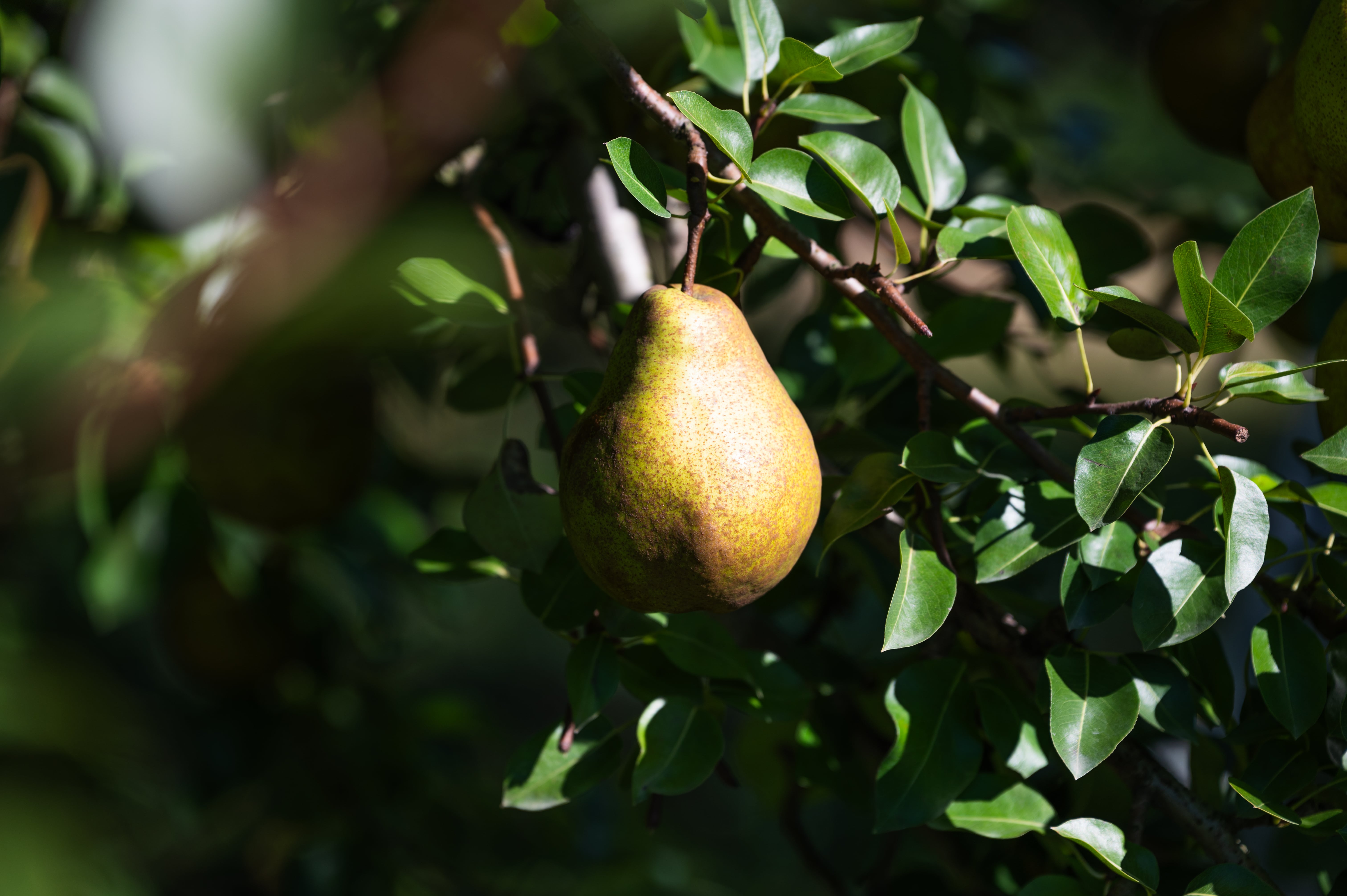 ラ・フランス 秀品 3kg5-9玉 11月中旬から発送 送料無料「アンスリーファーム」 宅配 秀品8-12玉 3kg