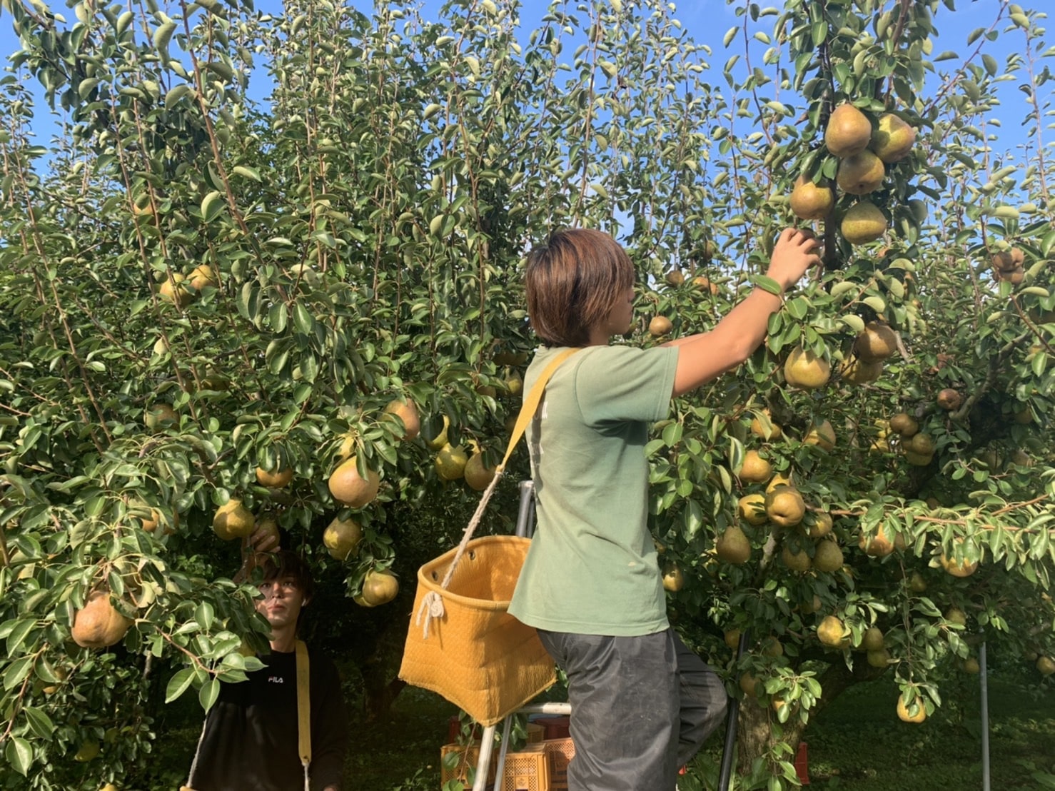 ラ・フランス 家庭用 3kg 8-12玉 11月中旬から発送 送料無料「アンスリーファーム」 宅配 家庭用 8-12玉 3kg