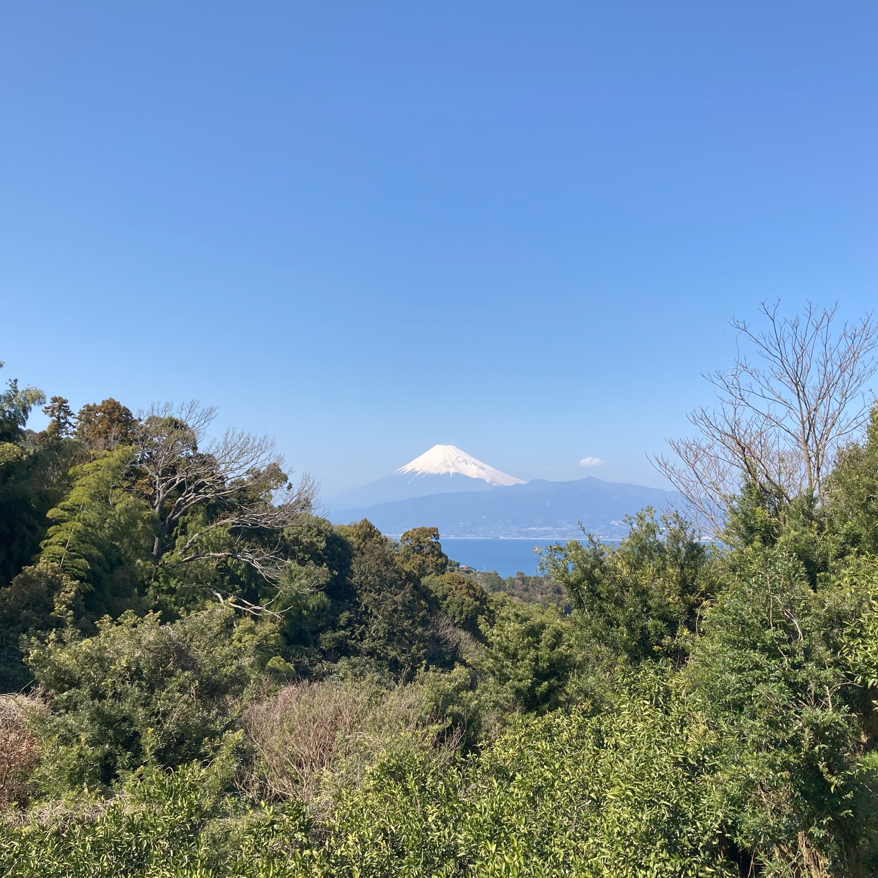 静岡県産西浦レモネードスパークリング ストレート果汁100%〔250ml×3本セット〕 かんきつ商社Aquamarine株式会社 宅配 3本セット
