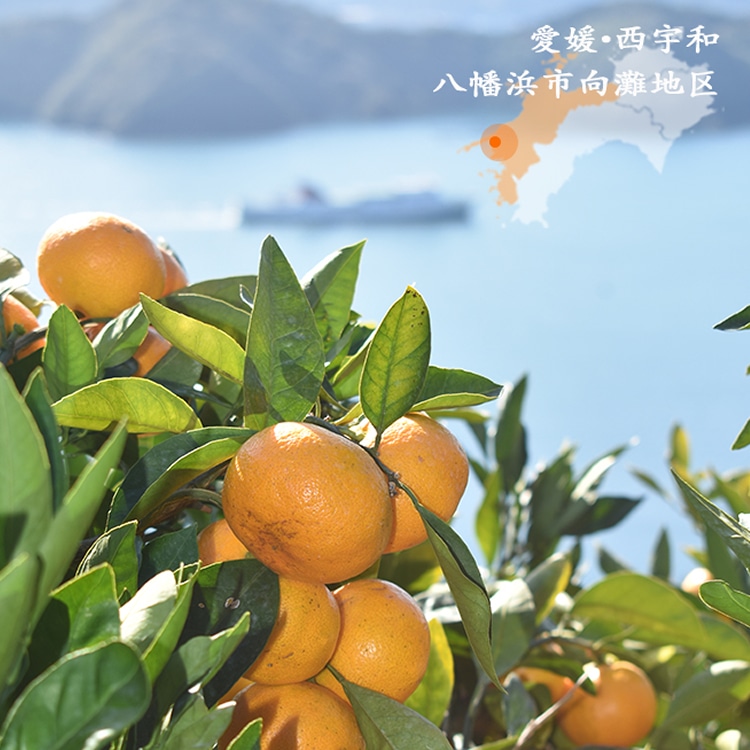 媛一スパークリング(340ml)x6本セット_温州みかん・河内晩柑・日向夏 愛媛柑橘をスカッと!「小林果園」 宅配 温州みかんx2本・河内晩柑x2本・日向夏x2本