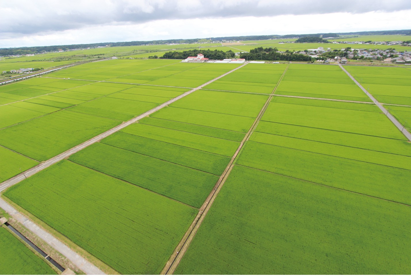 【羽田・成田発】JALお土産サービス「多古米」(千葉県)JAL国際線対象便ご搭乗者様限定! 宅配 6kg