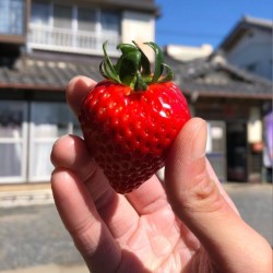 甘さ広がる吉見いちご!埼玉県吉見町産【あまりん】|1パック:8~11粒(260g以上)×2パック|株式会社横田農園【株式会社農協観光】 宅配