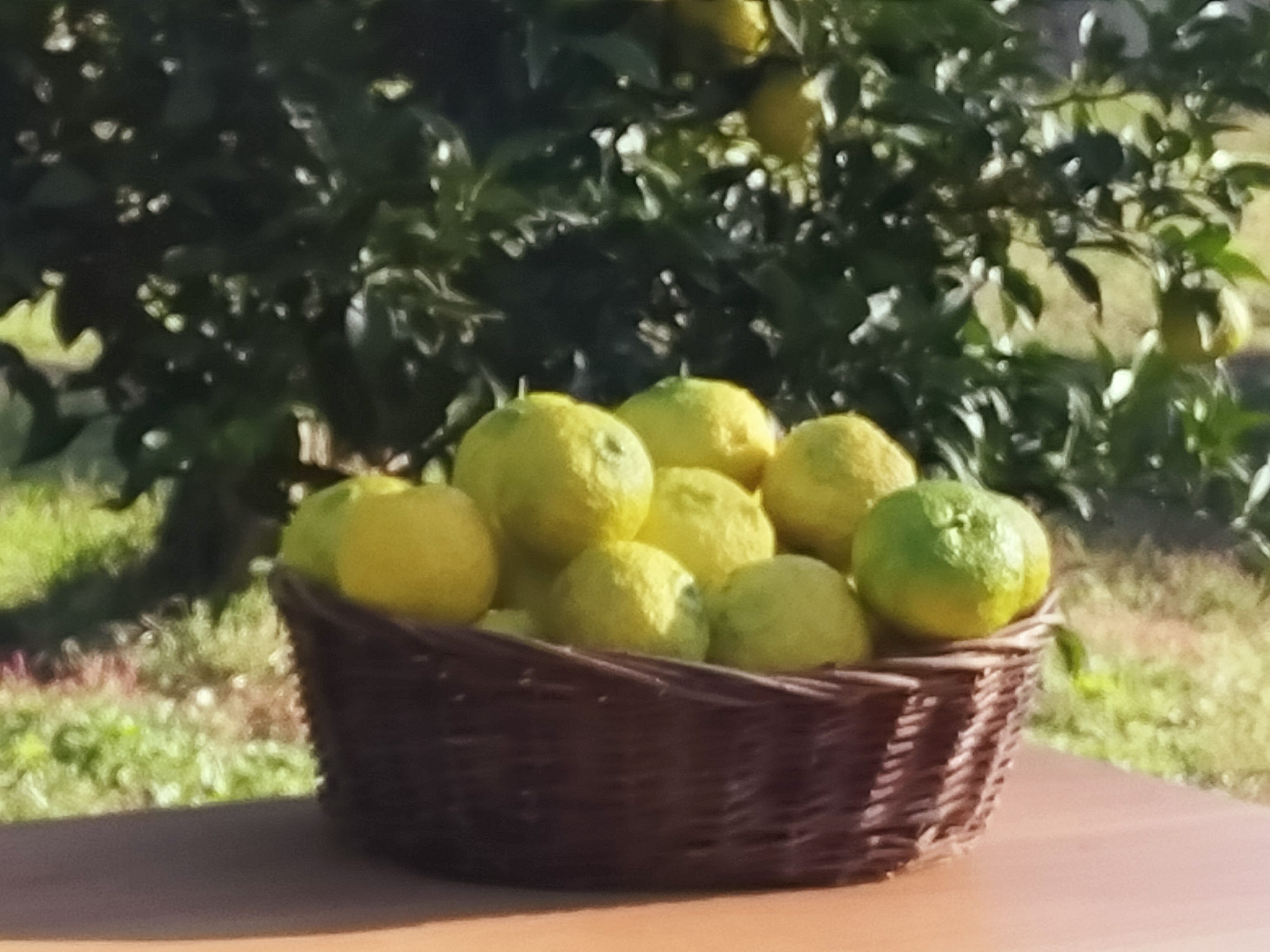 宮ゆべし ゆずを使った伝統的な珍味「床井柚子園」 宅配