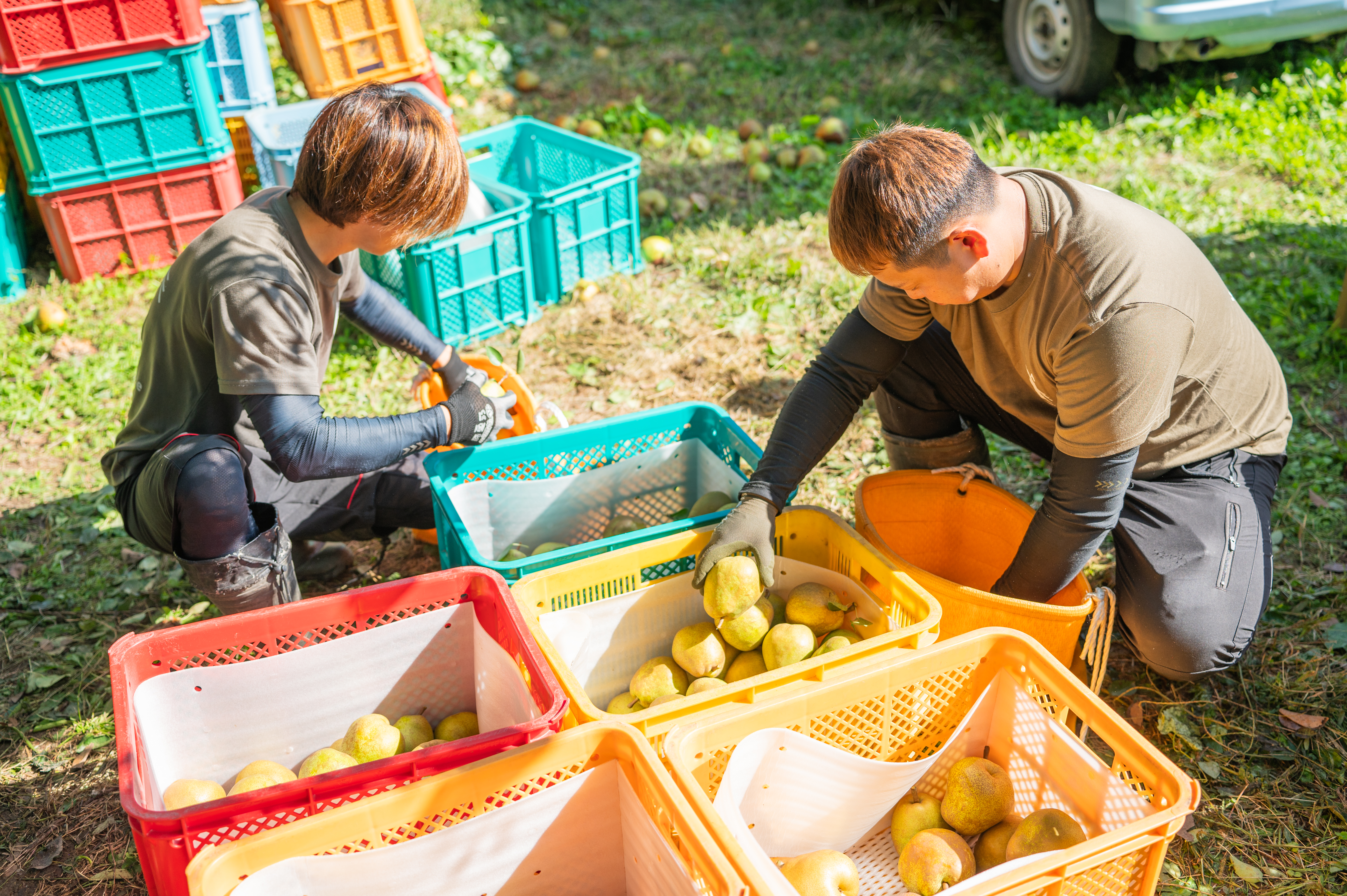 ラ・フランス 秀品 3kg5-9玉 11月中旬から発送 送料無料「アンスリーファーム」 宅配 秀品8-12玉 3kg