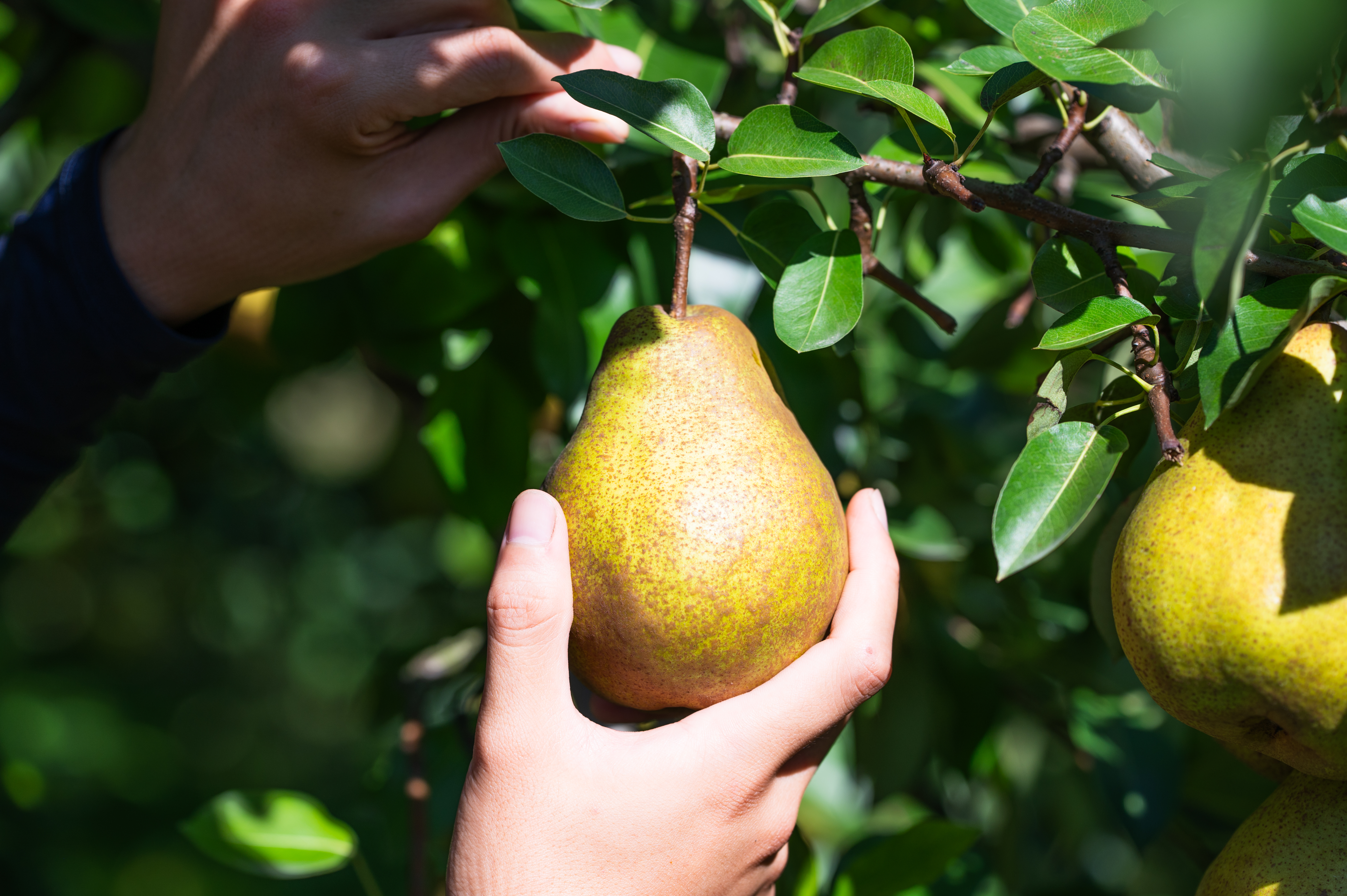 ラ・フランス 家庭用 3kg 8-12玉 11月中旬から発送 送料無料「アンスリーファーム」 宅配 家庭用 8-12玉 3kg