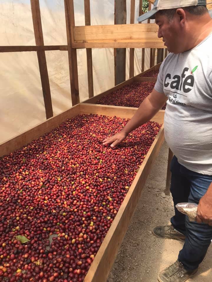 ホンジュラススペシャルティコーヒー ドリップパックギフト 8個入り【ミニギフト】「Puntalto」 宅配 ミニ8個