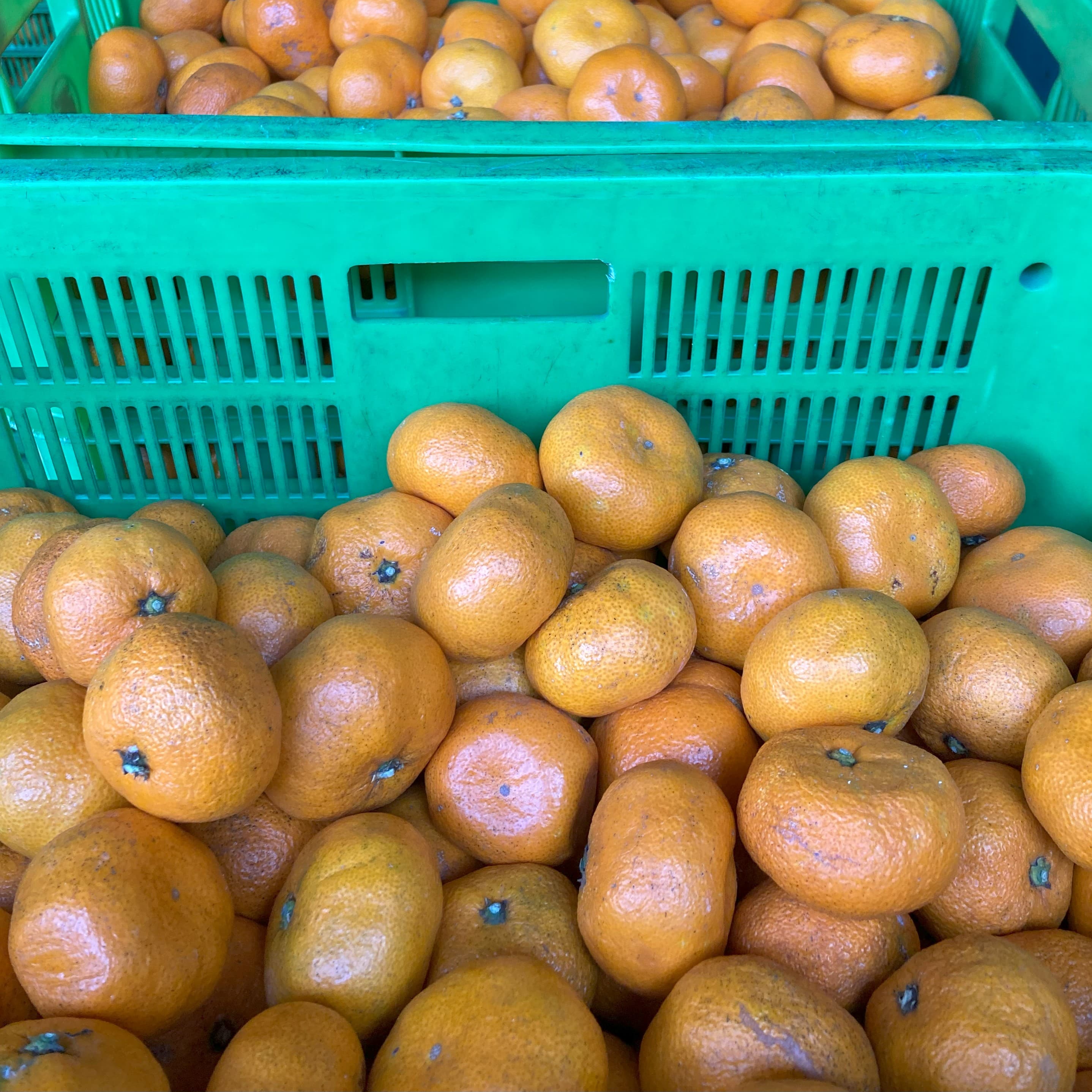 静岡県産みかんスパークリング ストレート果汁100%〔250ml×24本セット〕 かんきつ商社Aquamarine株式会社 宅配 24本セット