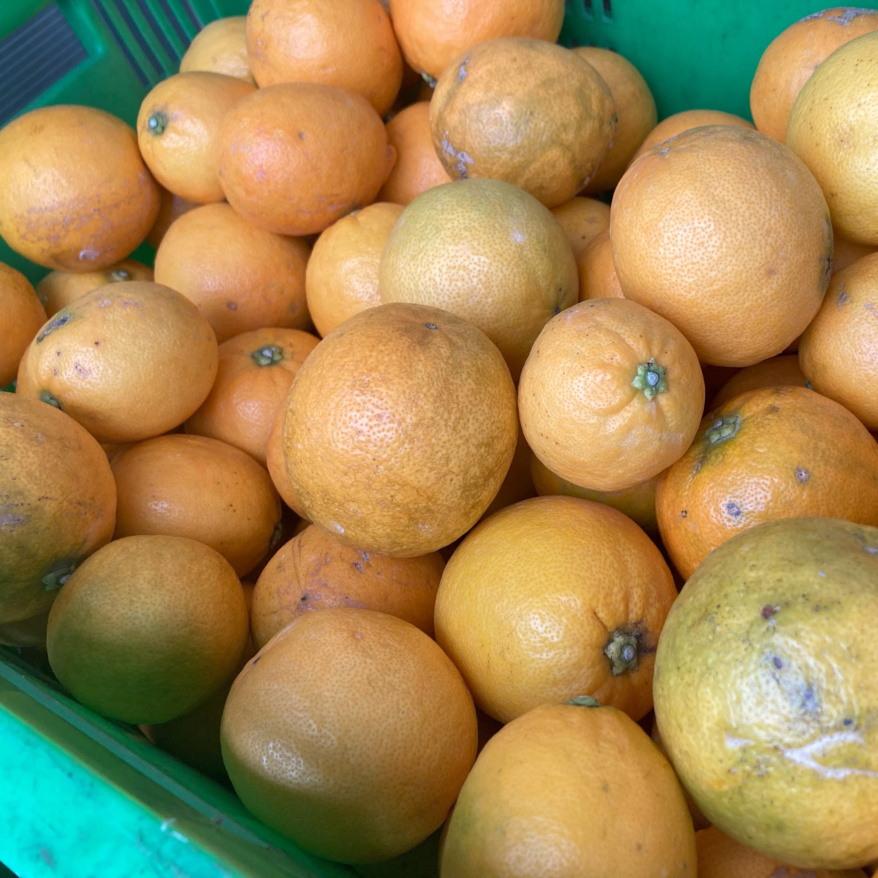 静岡県産西浦レモネードスパークリング ストレート果汁100%〔250ml×3本セット〕 かんきつ商社Aquamarine株式会社 宅配 3本セット