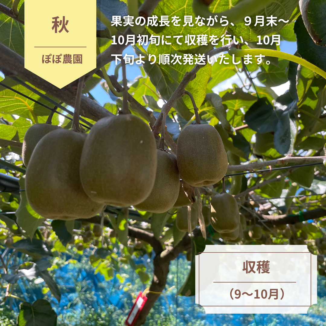 【予約販売】<10月下旬以降順次発送>3Lサイズ約6個(約0.8Kg)レインボーレッドキウイ 産地直送! 〔追熟なし〕「ぽぽ農園」 宅配 3L