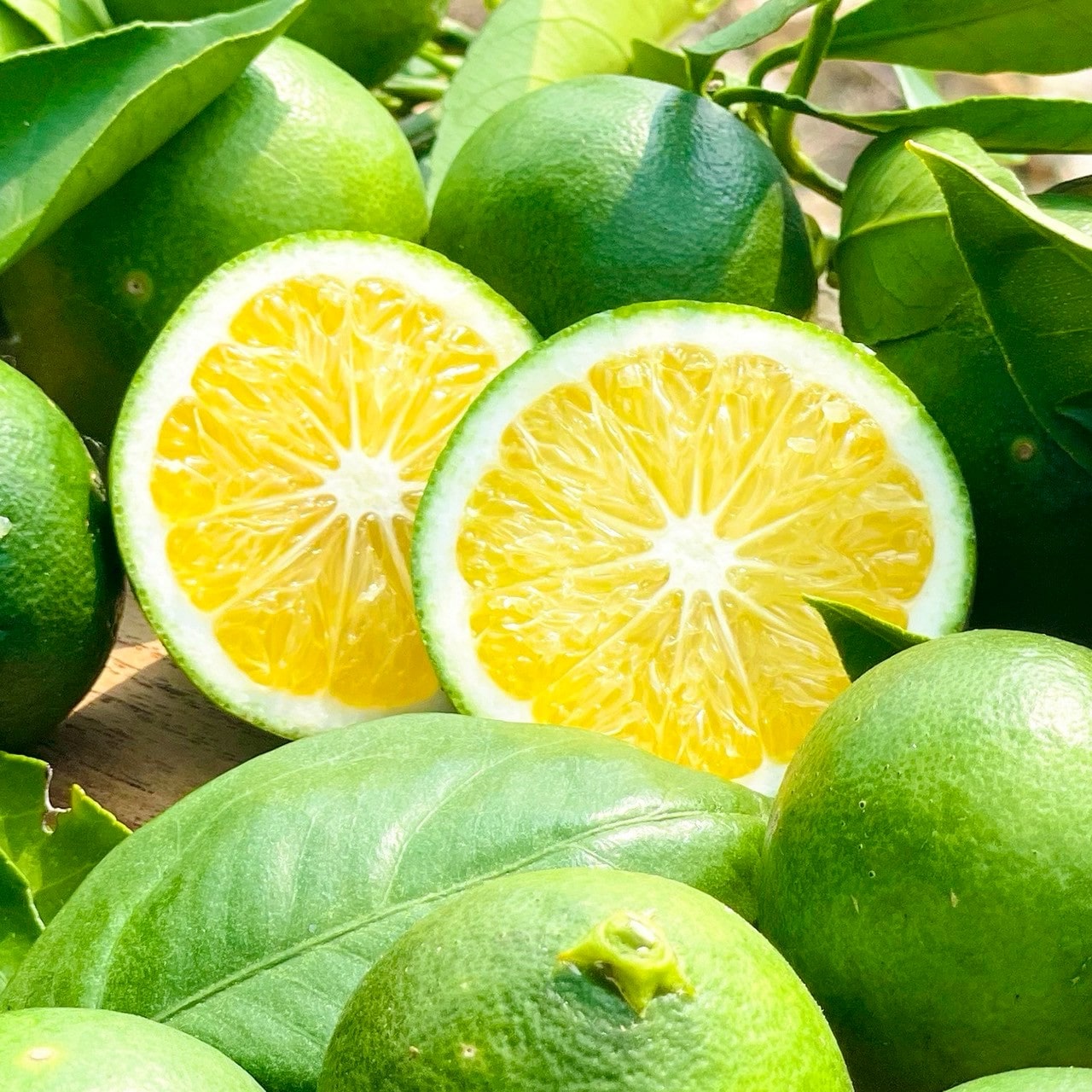 化学農薬不使用 青みかんポン酢〔INDENファーム株式会社〕 宅配