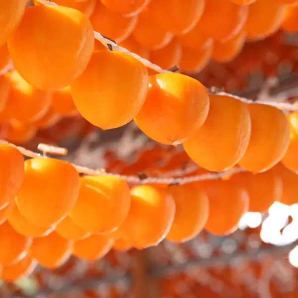 【予約販売のみ】〈ちょっとしたご褒美に、コクのある甘みを〉贈答用 伊達のあんぽ柿(蜂屋柿)9個|JAふくしま未来 宅配