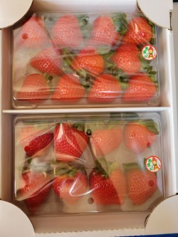 甘さ広がる吉見いちご!埼玉県吉見町産【あまりん】|1パック:8~11粒(260g以上)×2パック|株式会社横田農園【株式会社農協観光】 宅配