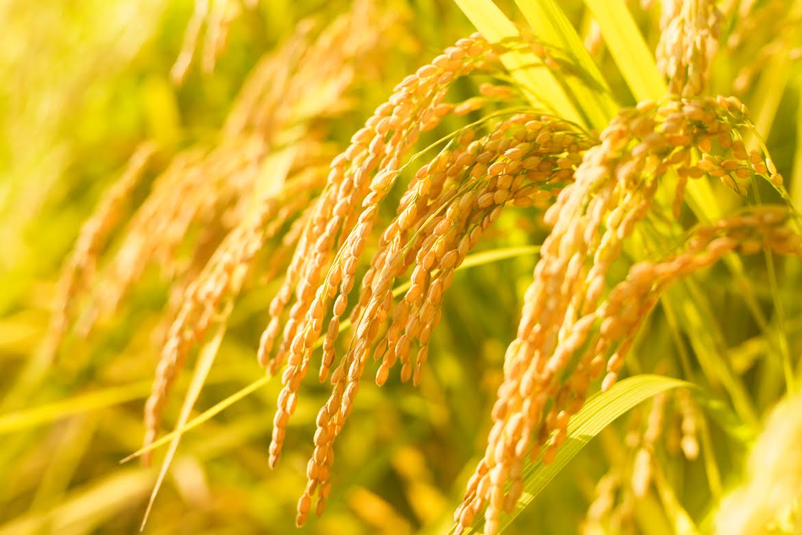 【ご挨拶セット】12袋 白米2合| 自然栽培 農薬不使用「淡路の米」大畑商店 宅配