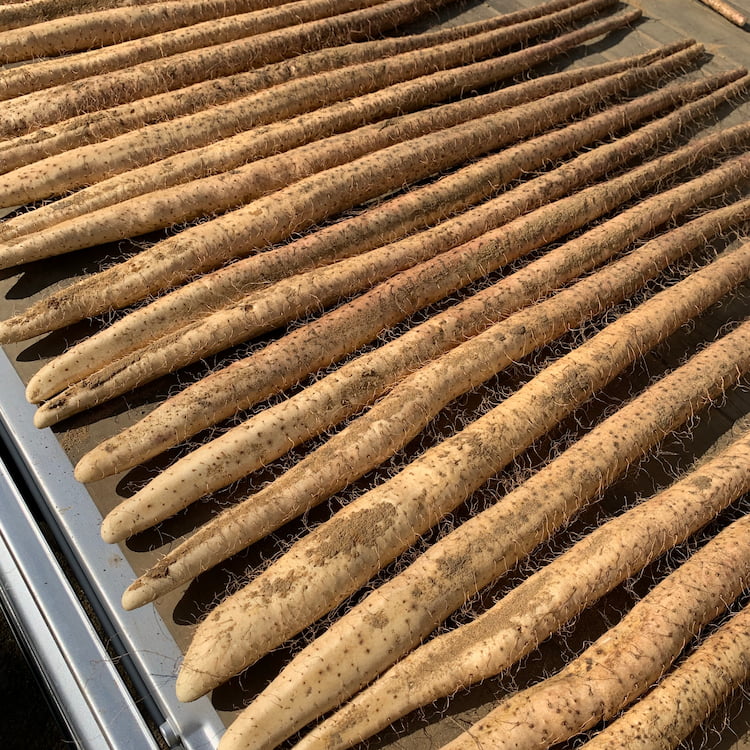 新関ファームで収穫した自然薯