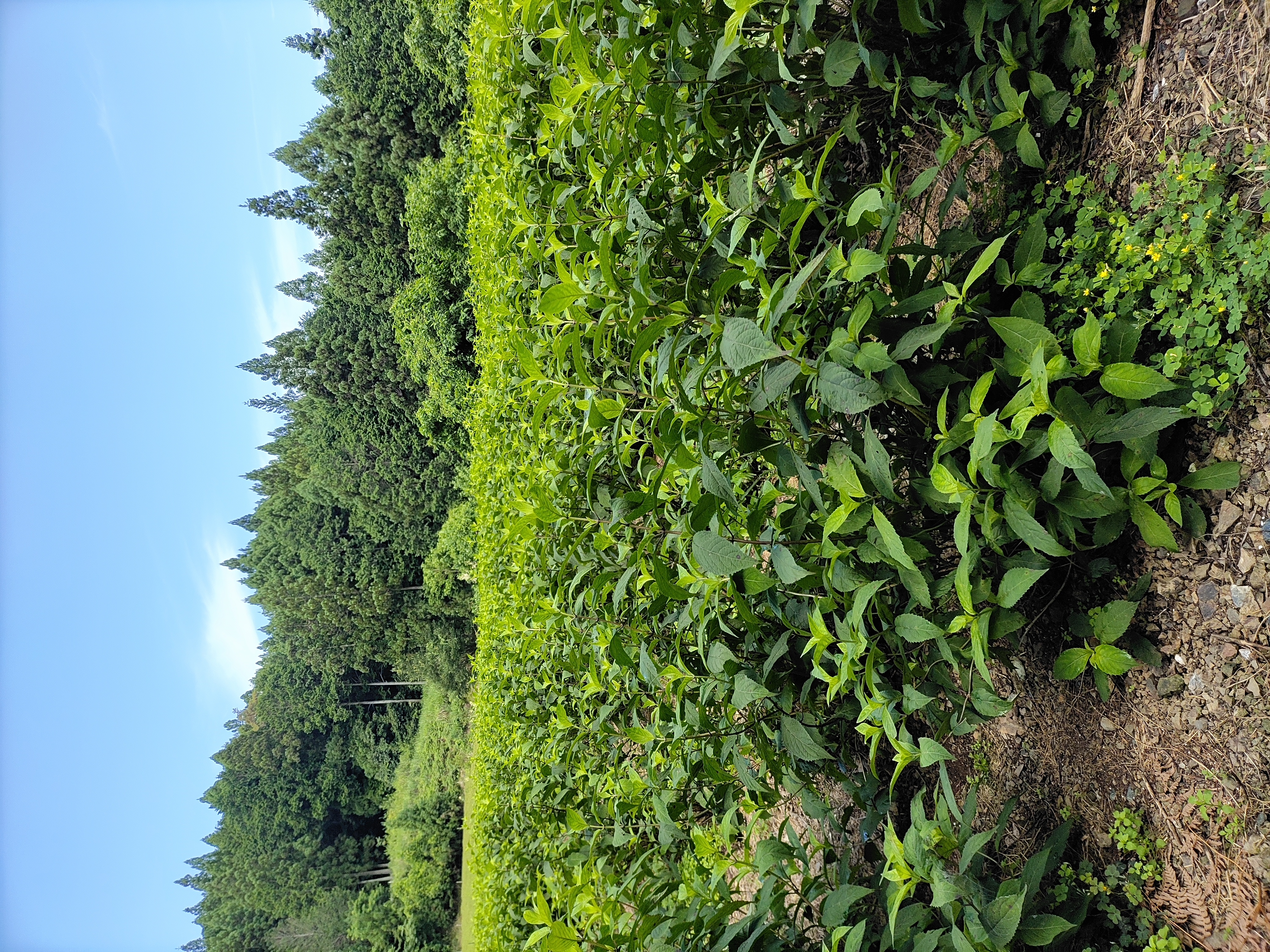 農薬不使用の甘茶の圃場です。