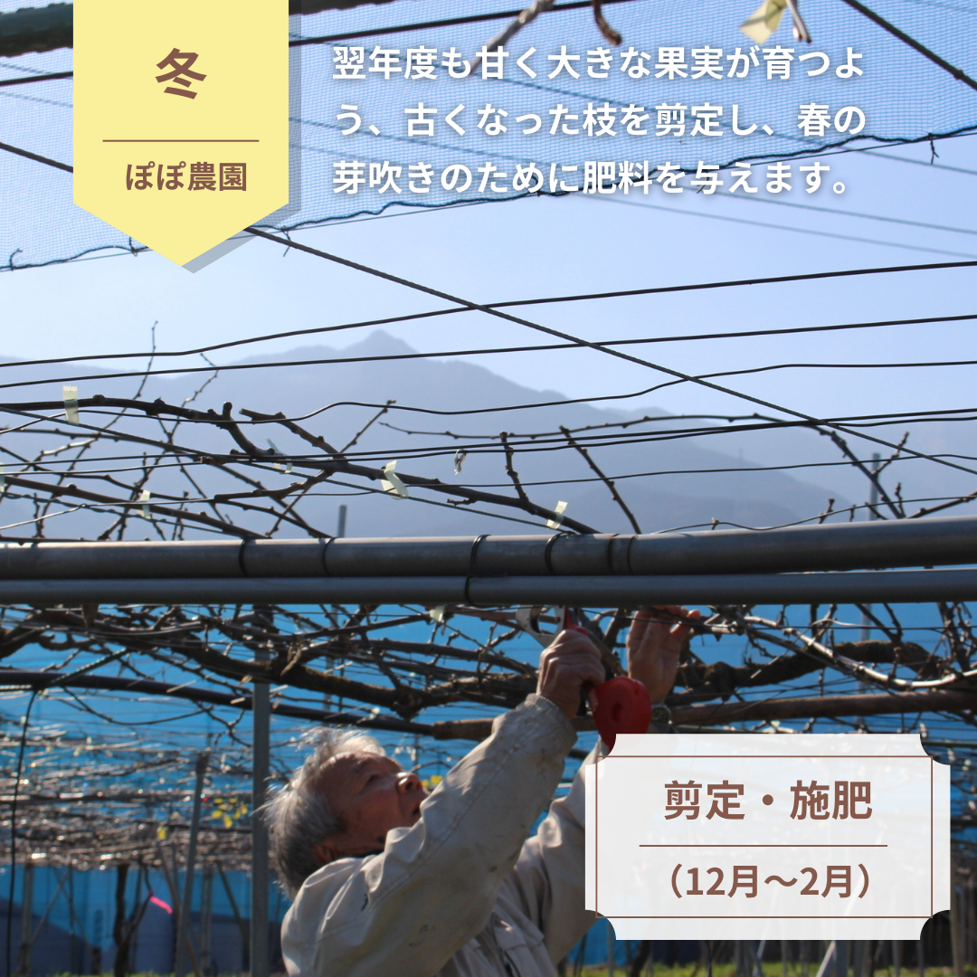 【完売】【予約販売】<10月下旬以降順次発送>2Lサイズ約8個(約1.0Kg) レインボーレッドキウイ 産地直送! 〔追熟なし〕「ぽぽ農園」 宅配 2L