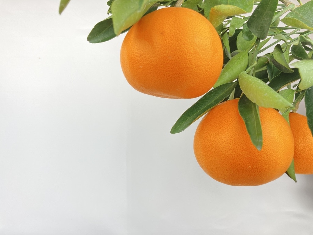 OTODOKE｜JAL　24年2月下旬より順次発送！これぞまさに！「柑橘の大トロ」果汁溢れるハウスせとか1kg「もりの農園」(1kg):　SORAKARA　Mall
