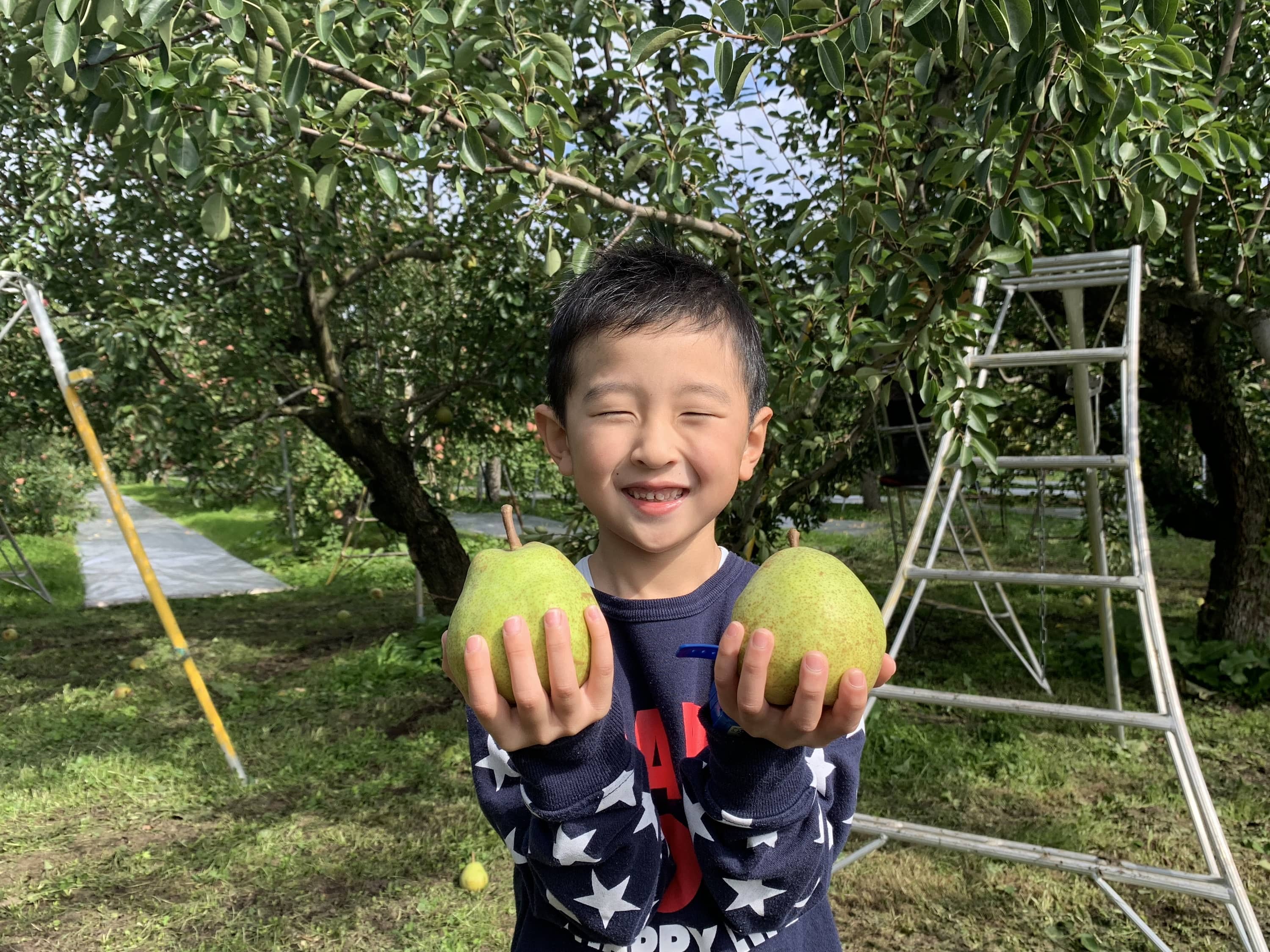 ラ・フランス 秀品 3kg5-9玉 11月中旬から発送 送料無料「アンスリーファーム」 宅配 秀品8-12玉 3kg