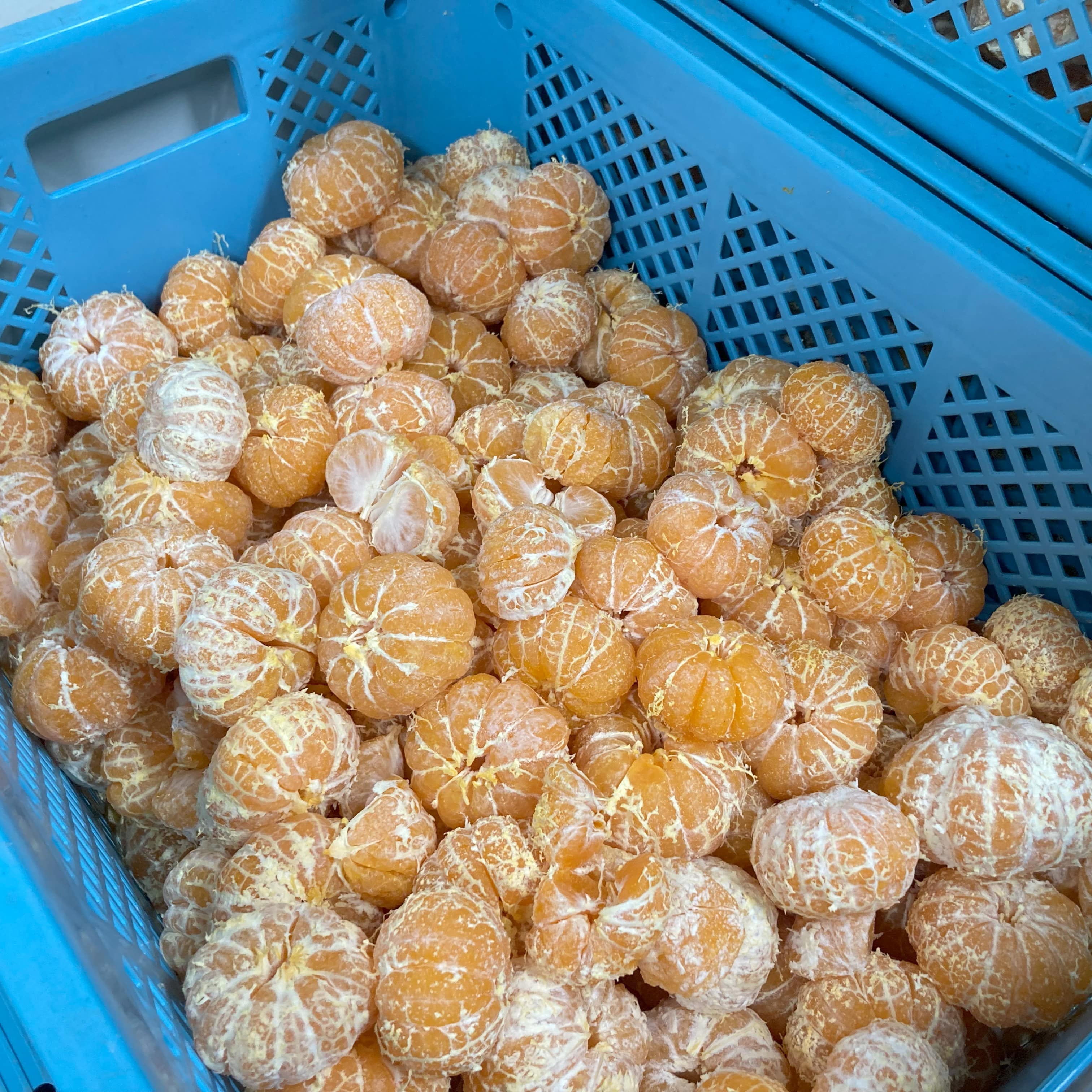 静岡県産みかんスパークリング ストレート果汁100%〔250ml×24本セット〕 かんきつ商社Aquamarine株式会社 宅配 24本セット